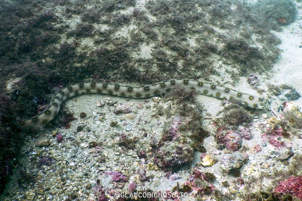 Myrichthys&nbsp;ocellatus