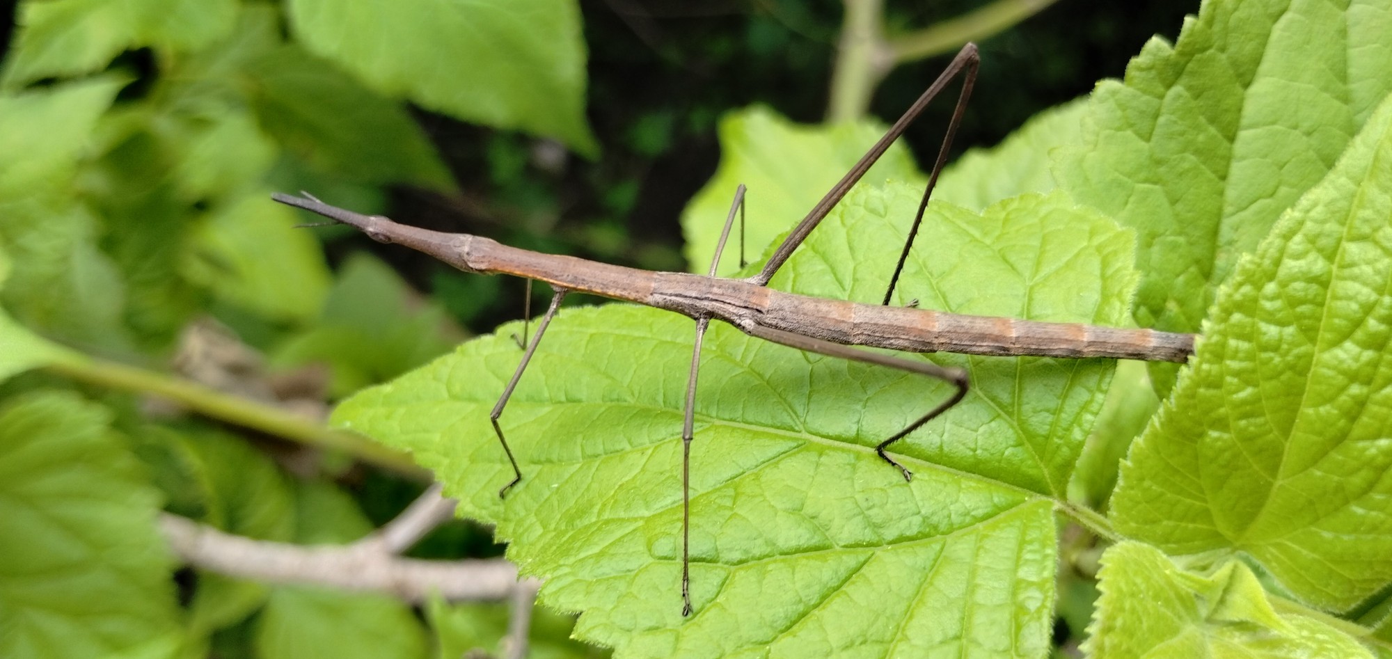 Proscopiidae&nbsp;sp.