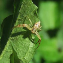 Foto Araña Cangrejo