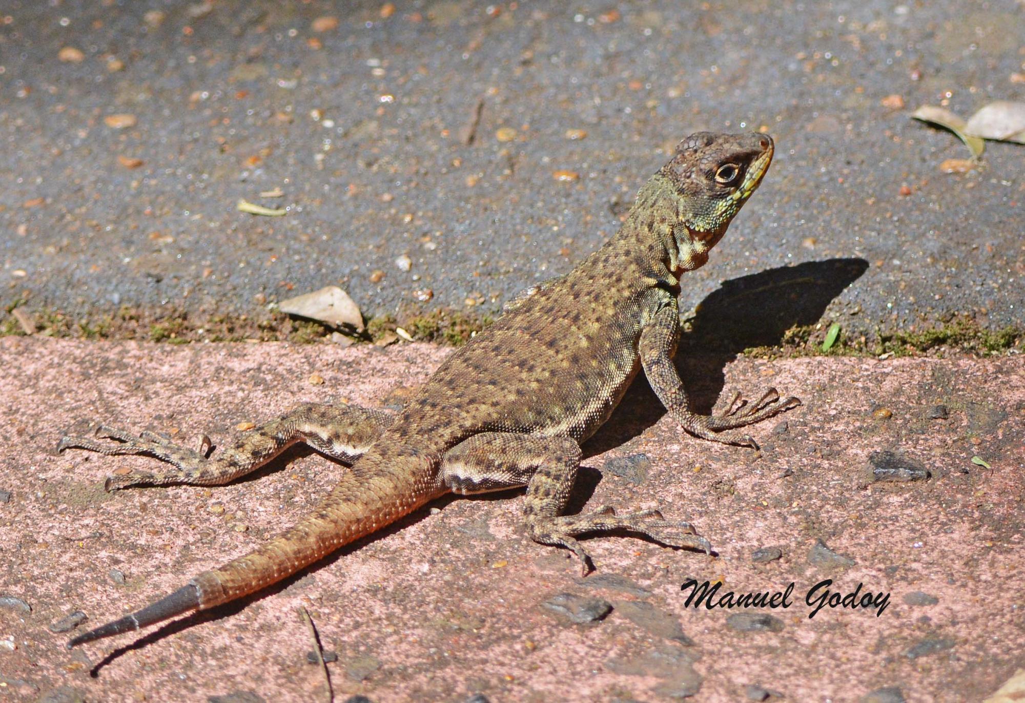 Photo Lagarto Trepador