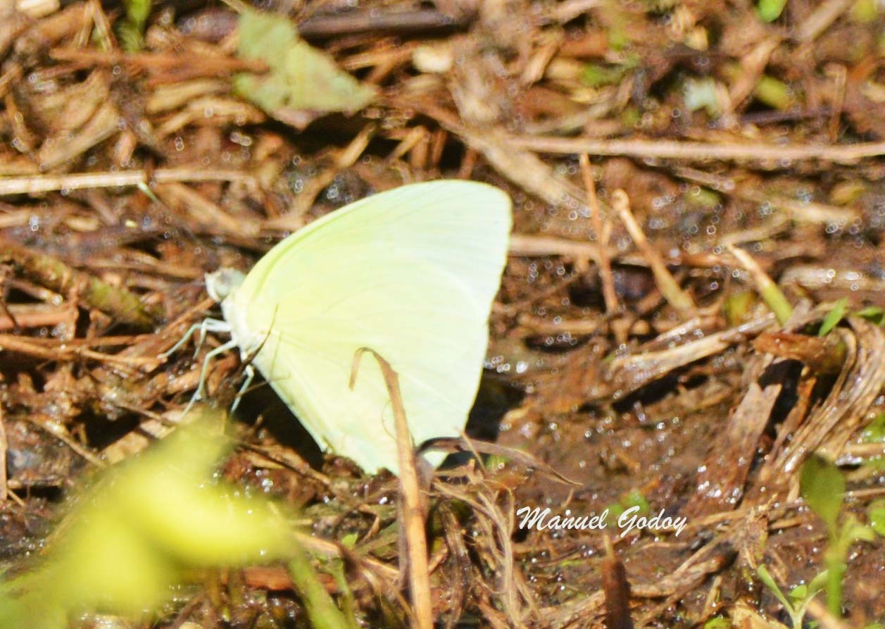 Foto Mariposa Azufre Limón