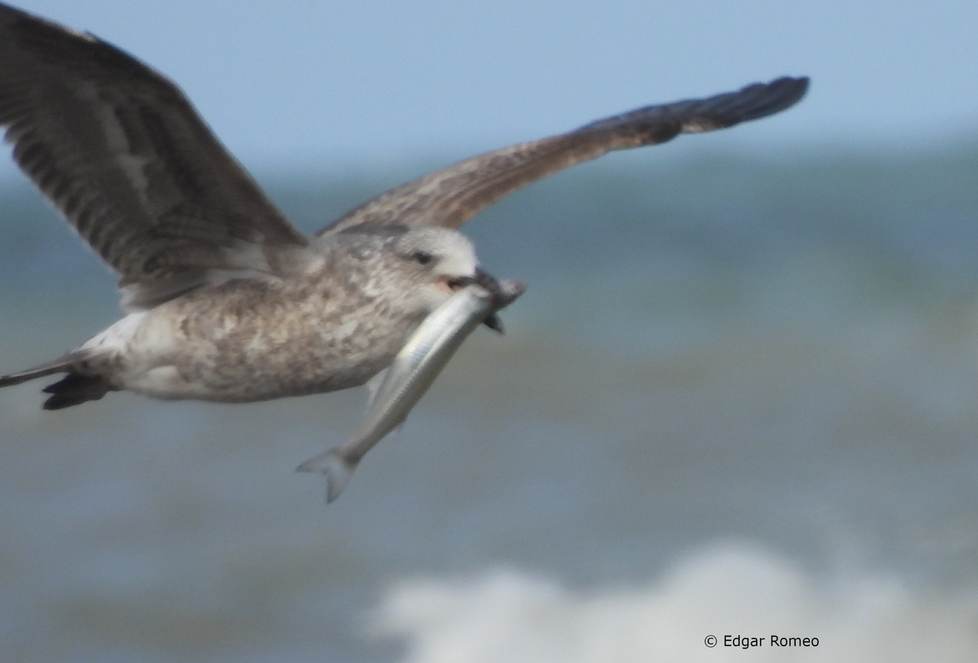 Foto Gaviota Cocinera