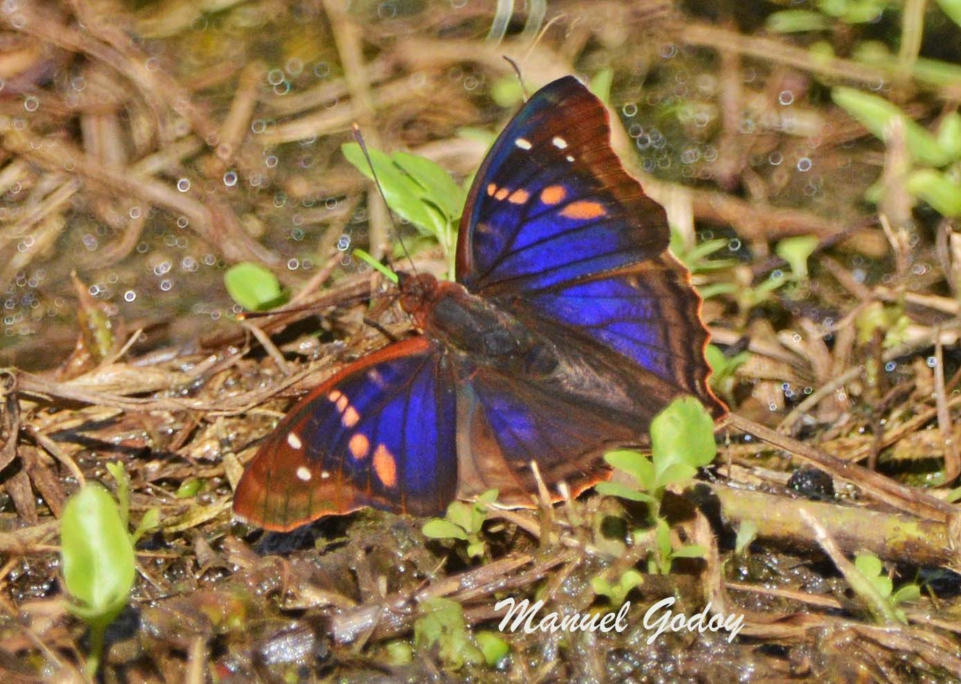 Doxocopa&nbsp;agathina