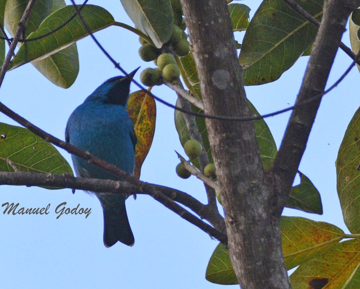 Foto Saí Azul
