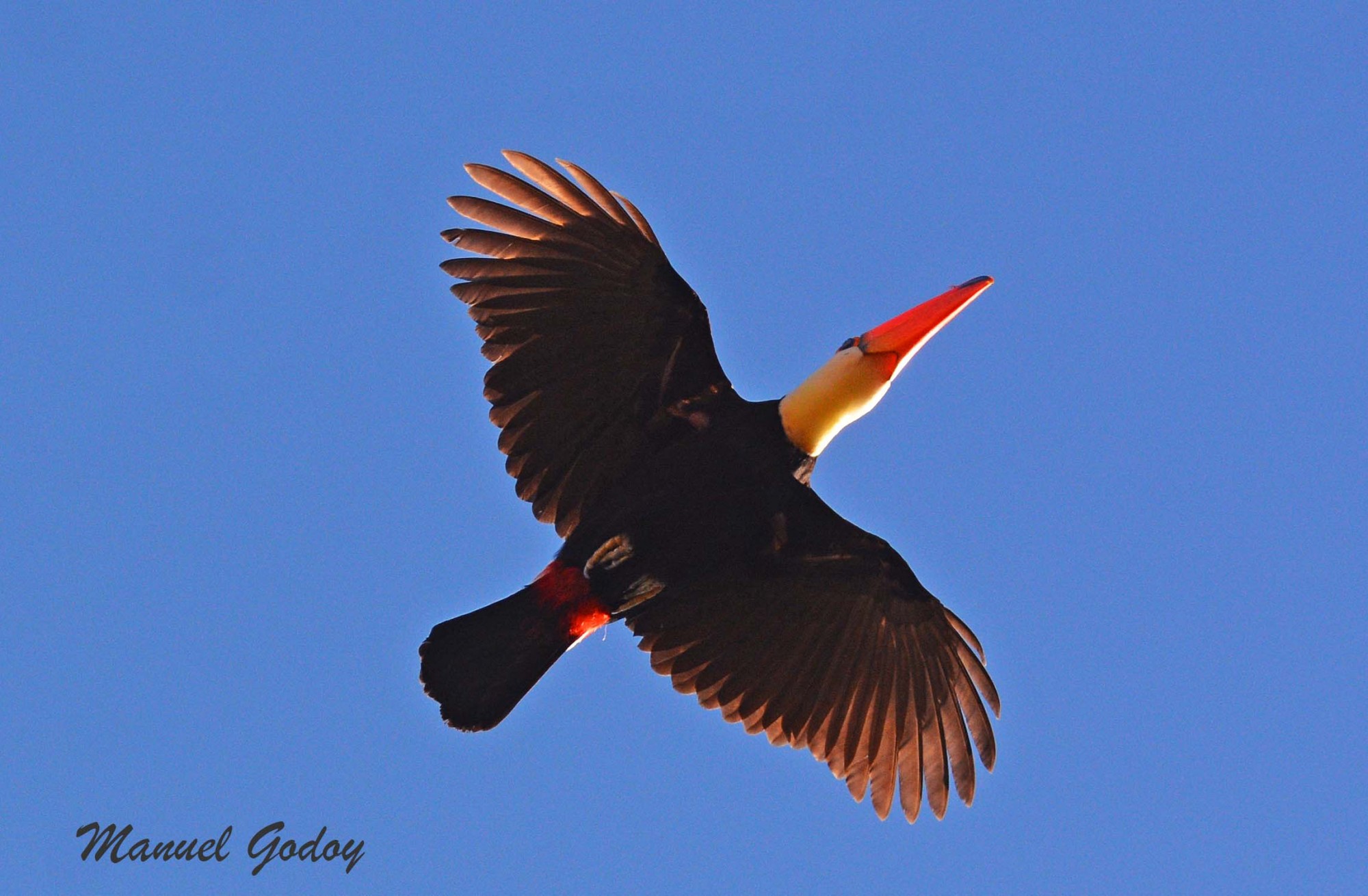 Ramphastos&nbsp;toco