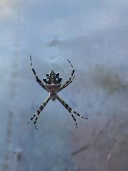 Foto Araña Plateada De Jardín