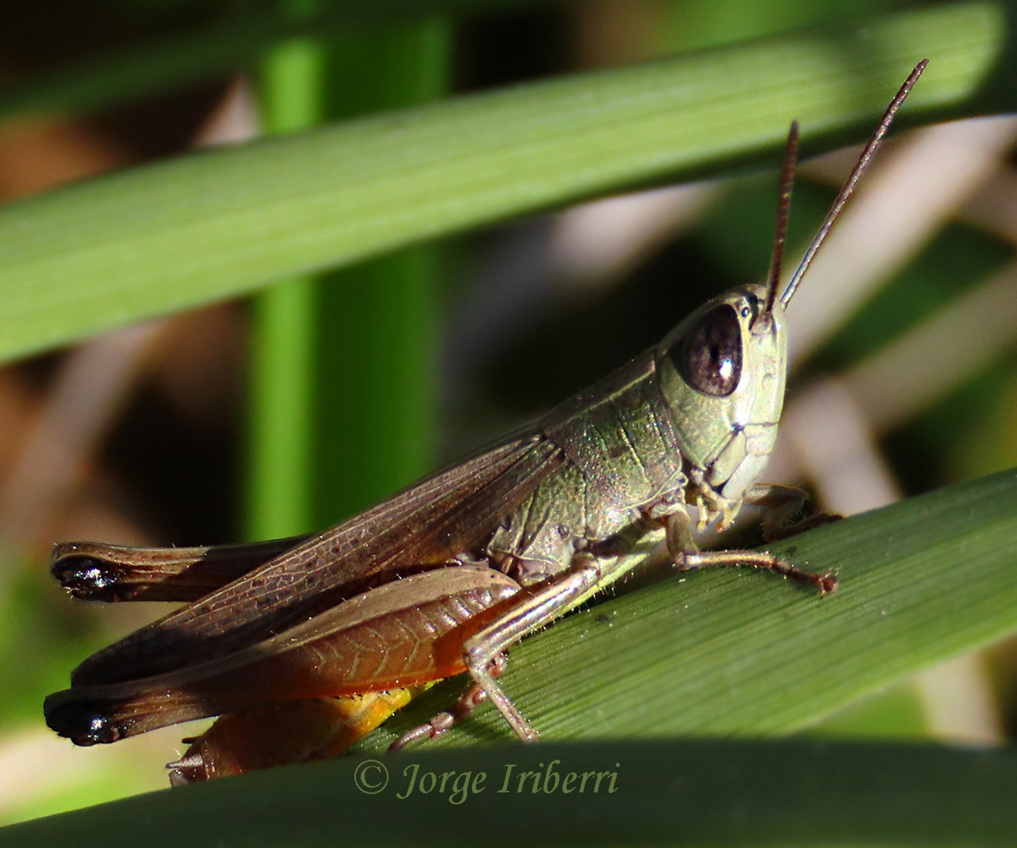 Amblytropidia&nbsp;australis