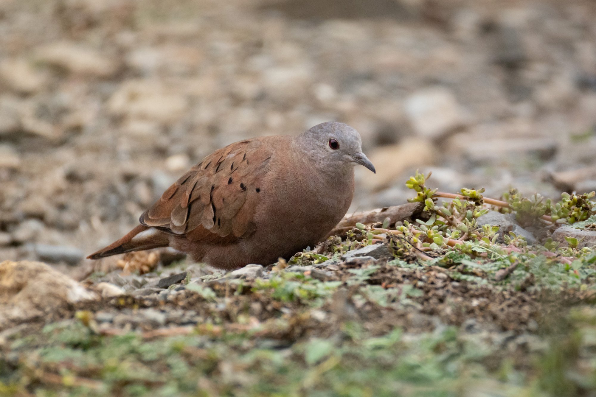 Columbina&nbsp;talpacoti