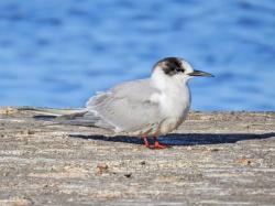 Foto Arctic Tern
