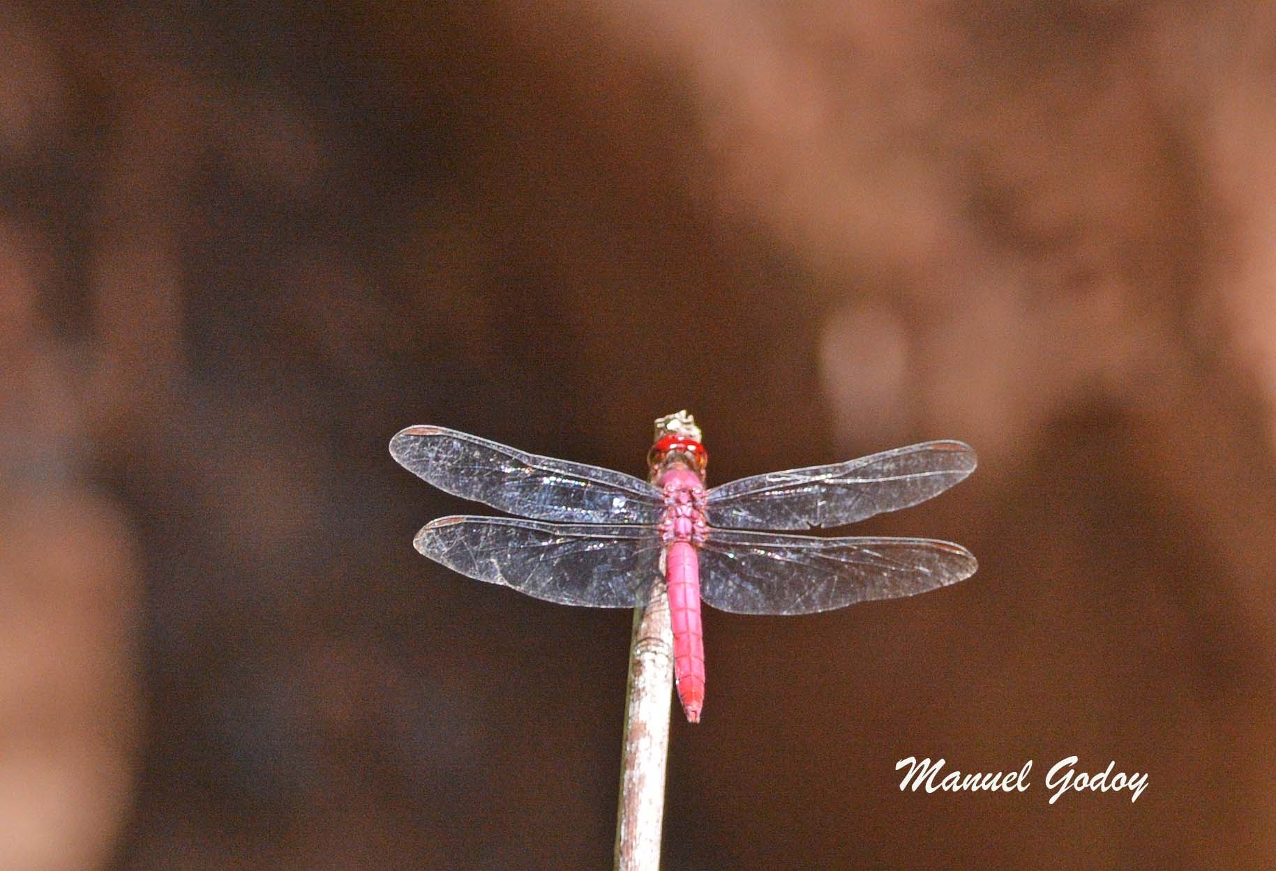 Orthemis&nbsp;ferruginea