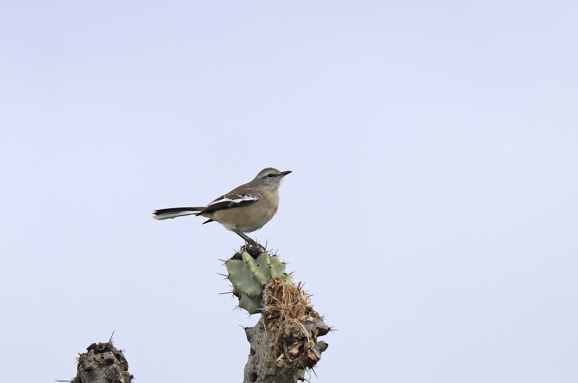 Foto Calandria Real