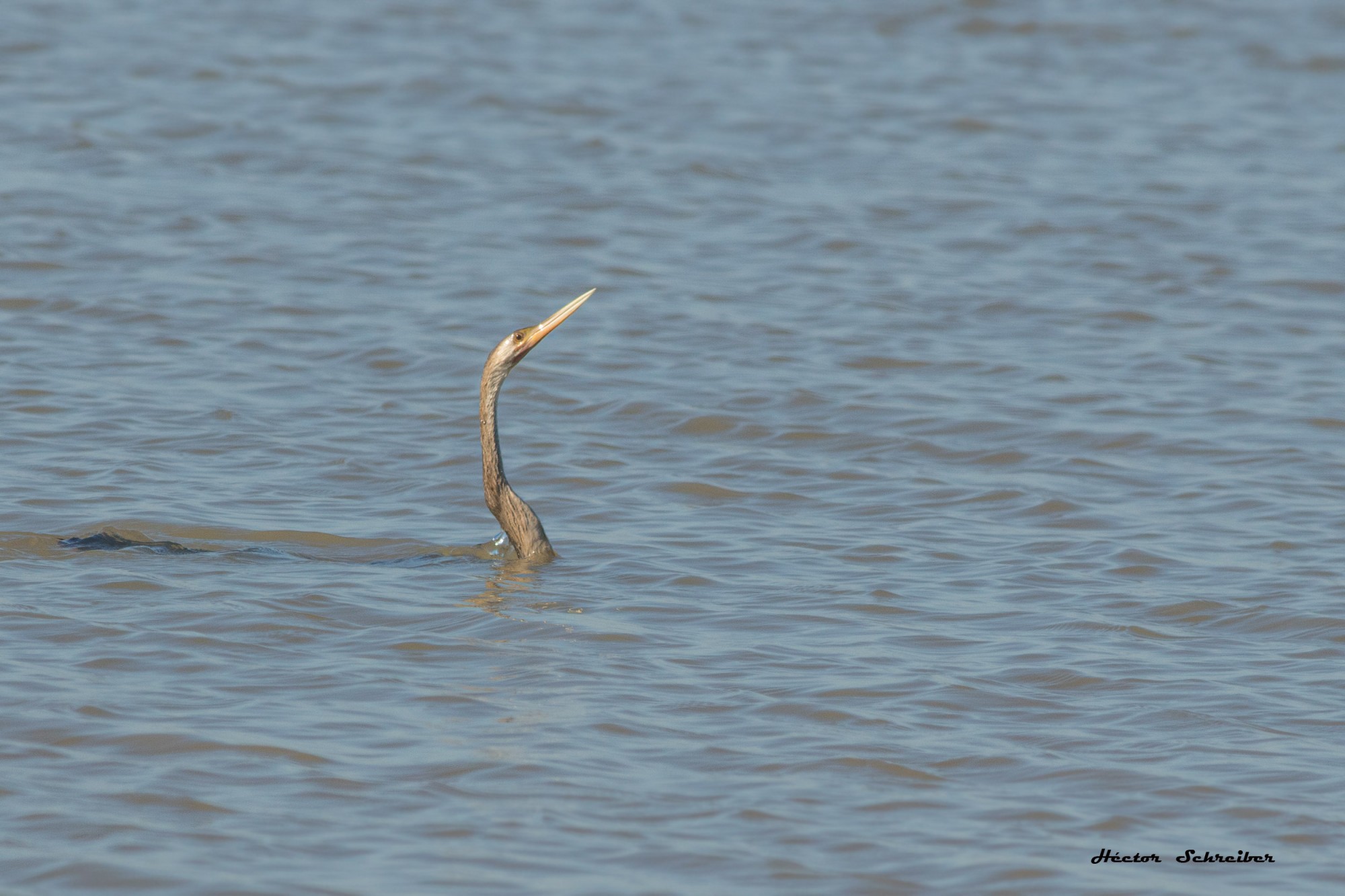 Photo Aninga