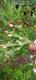 Sonchus oleraceus