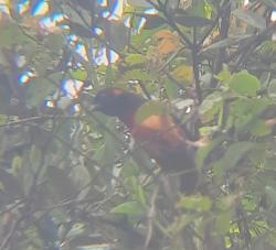 Foto Tangara Escarlata