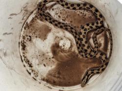 Foto Spotted Snake