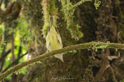 Foto Vireo Coronipardo
