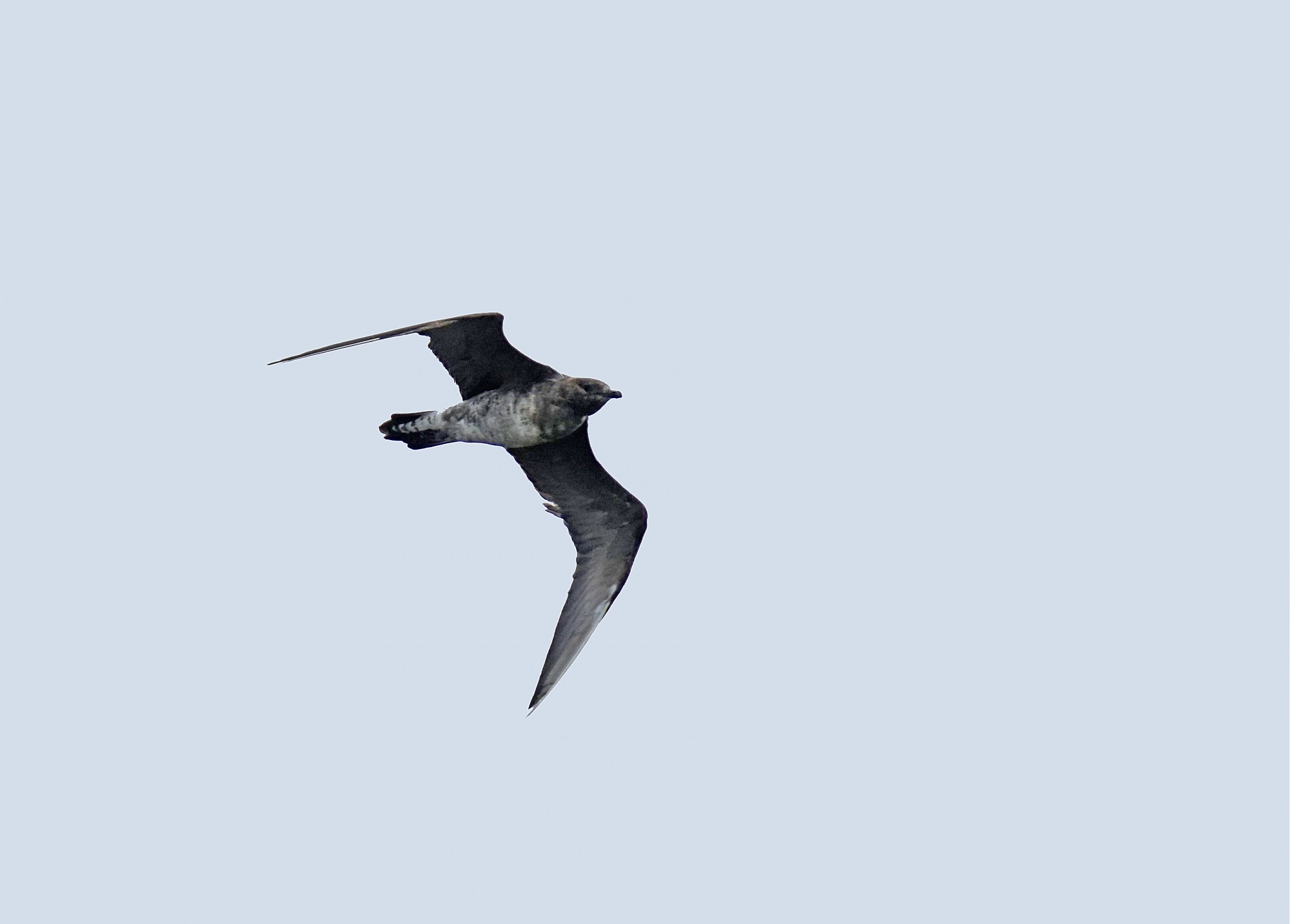 Stercorarius&nbsp;longicaudus