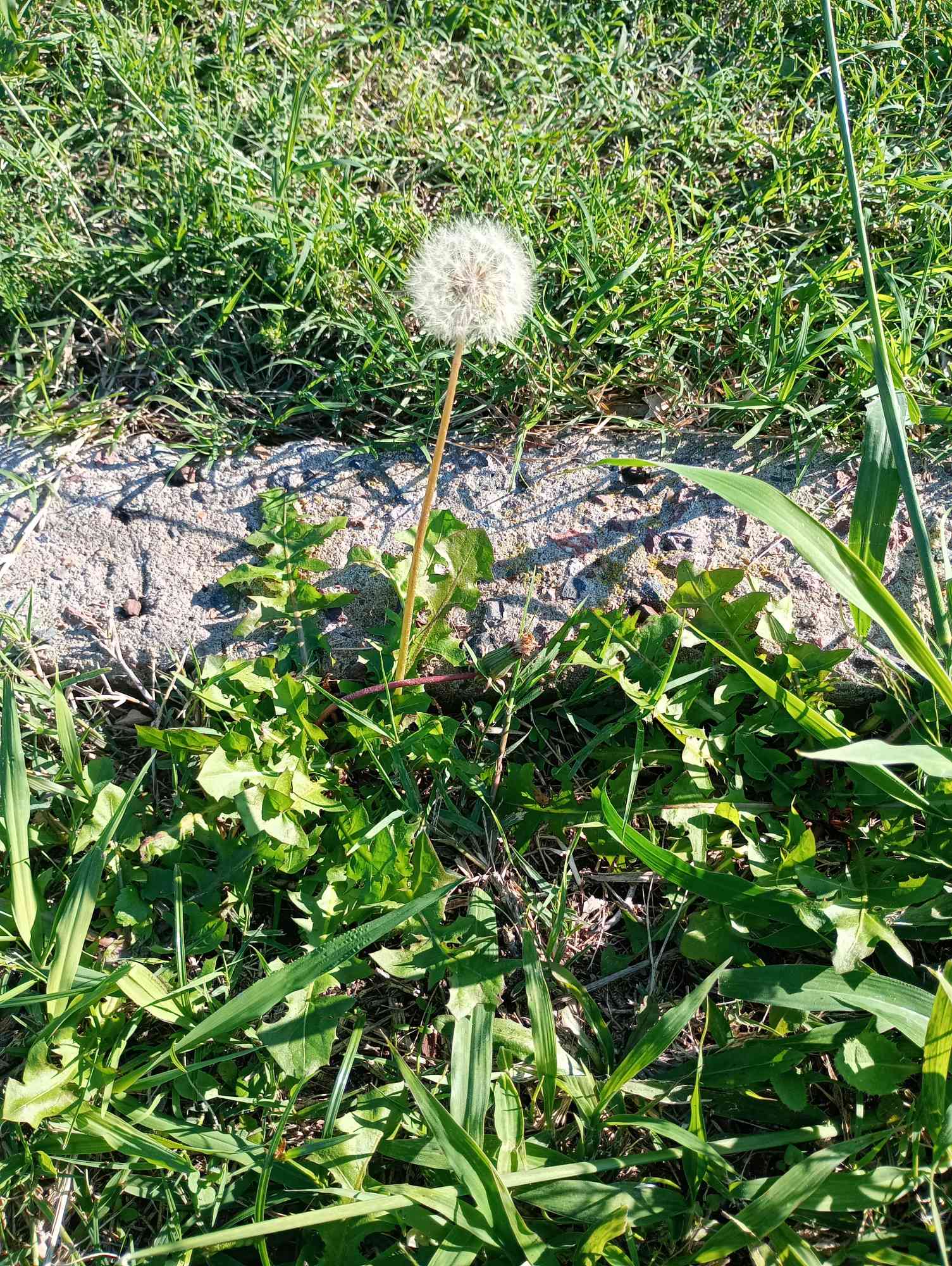 Foto Diente de León