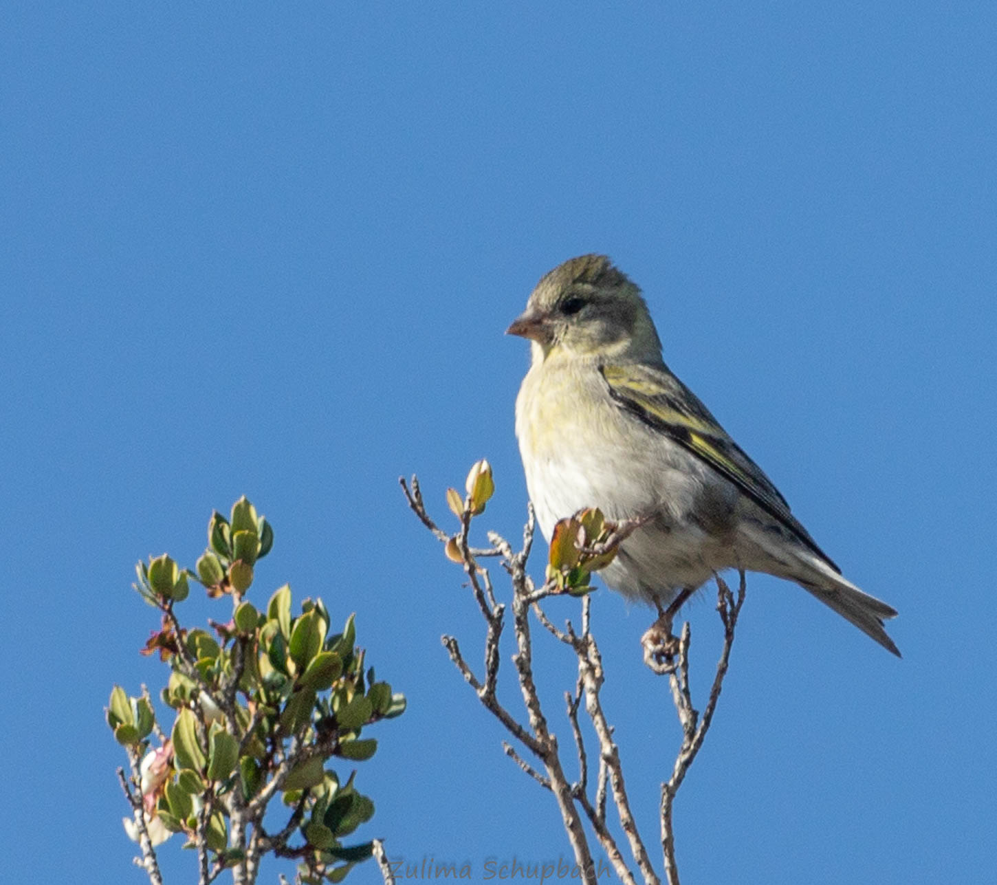 Photo Cabecitanegra Austral