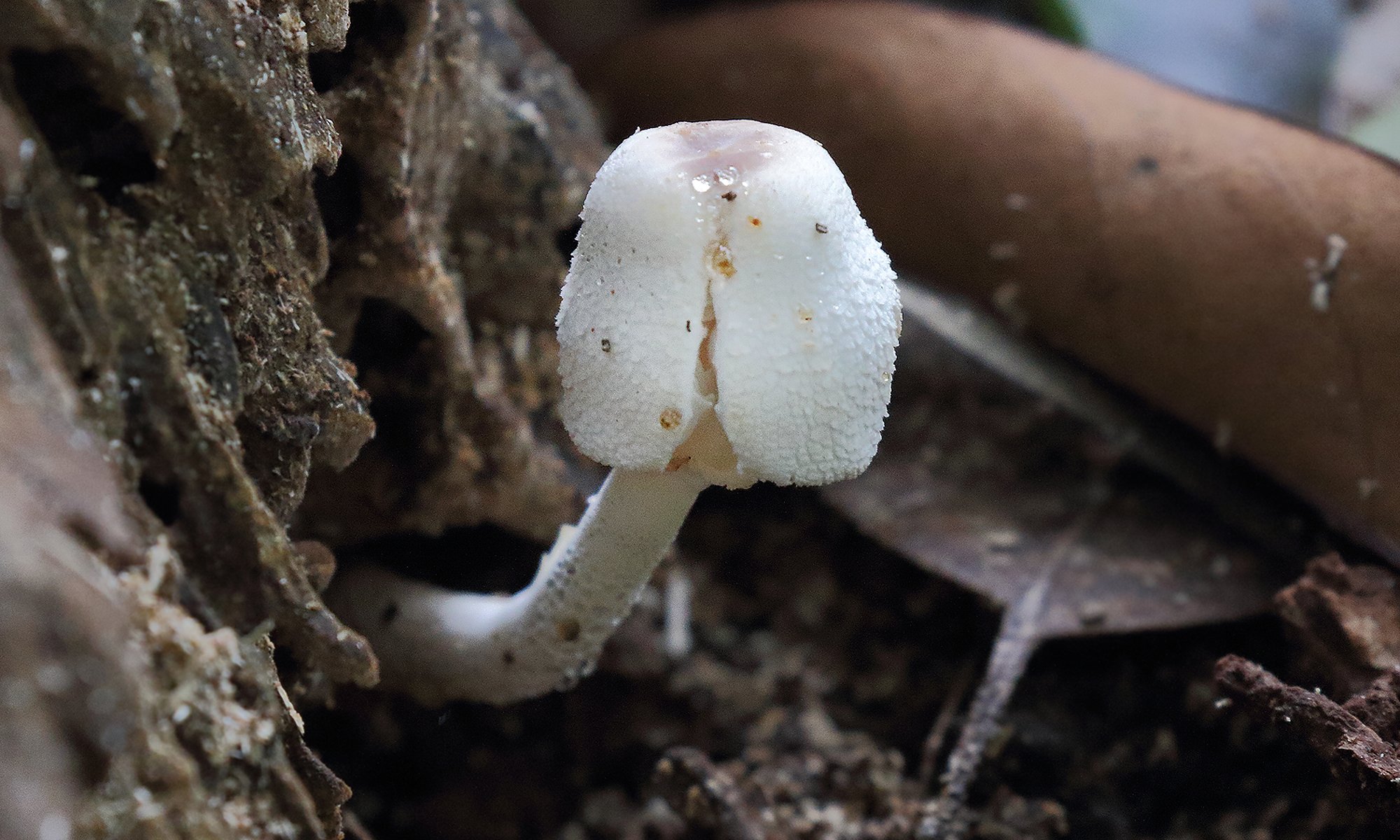 Leucocoprinus&nbsp;sp.