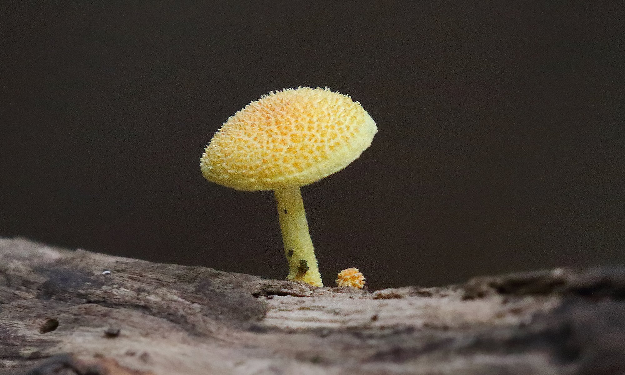Cyptotrama&nbsp;asprata