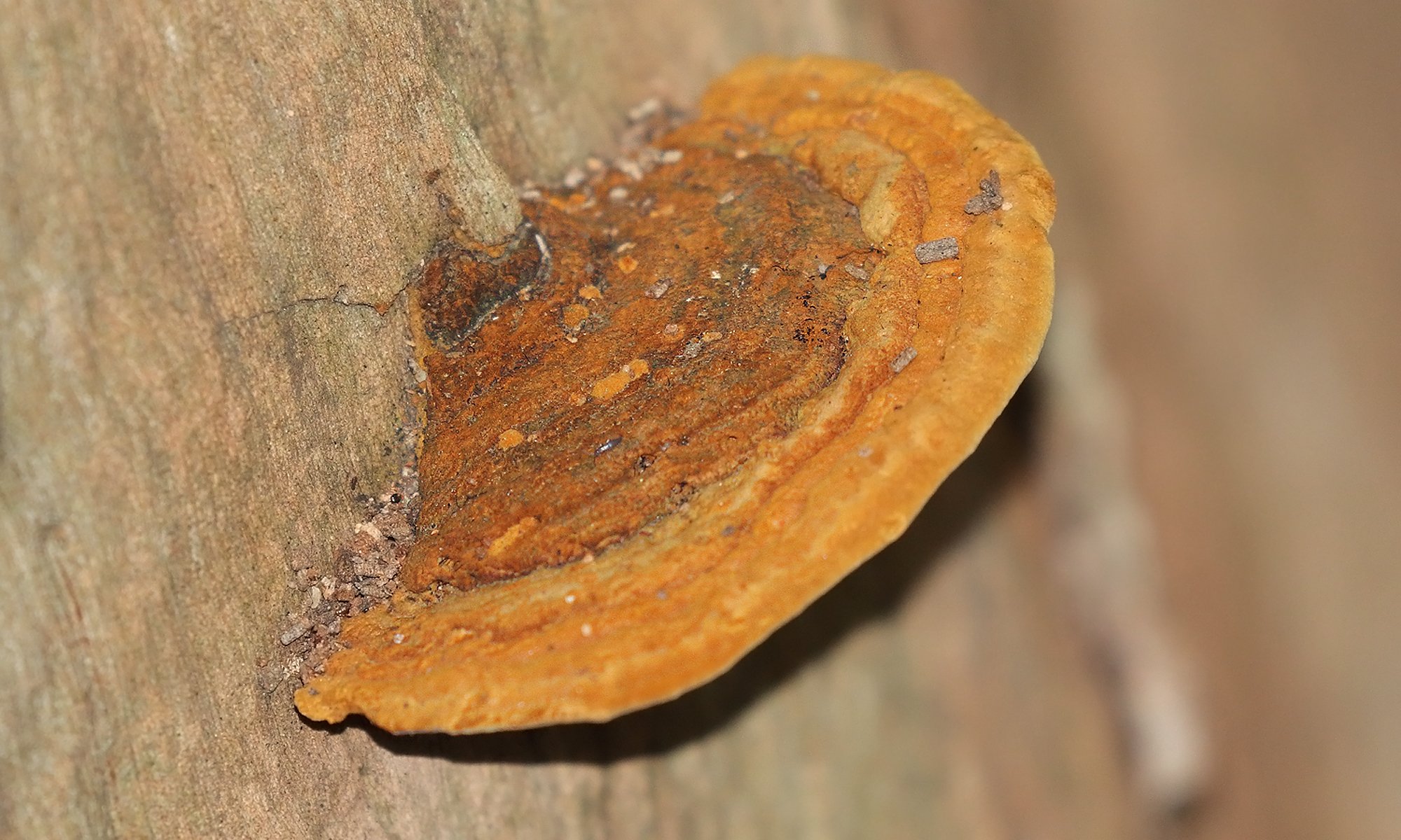 Trametes&nbsp;sanguinea