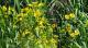 Bidens laevis