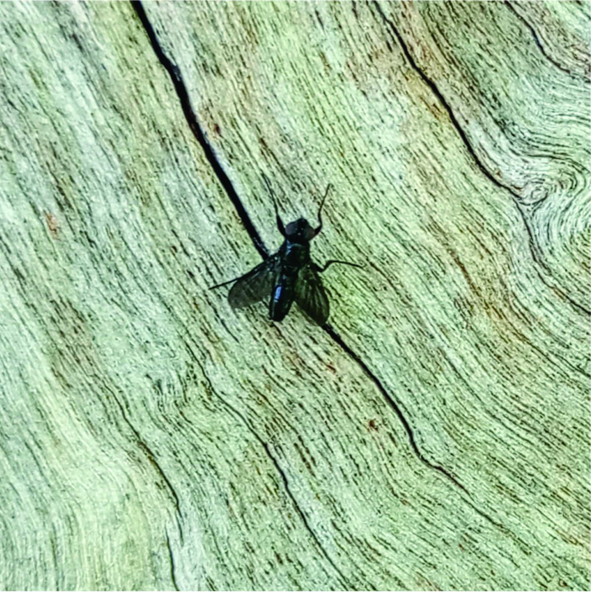 Melanophora&nbsp;roralis