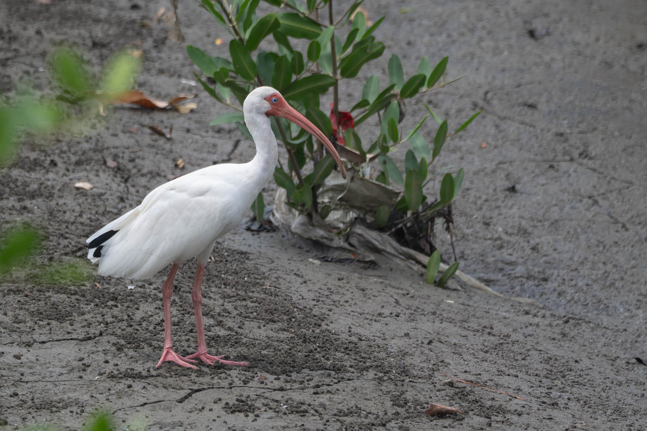 Foto Ibis Blanco