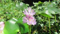 Photo Camalote