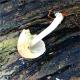 Candolleomyces candolleanus