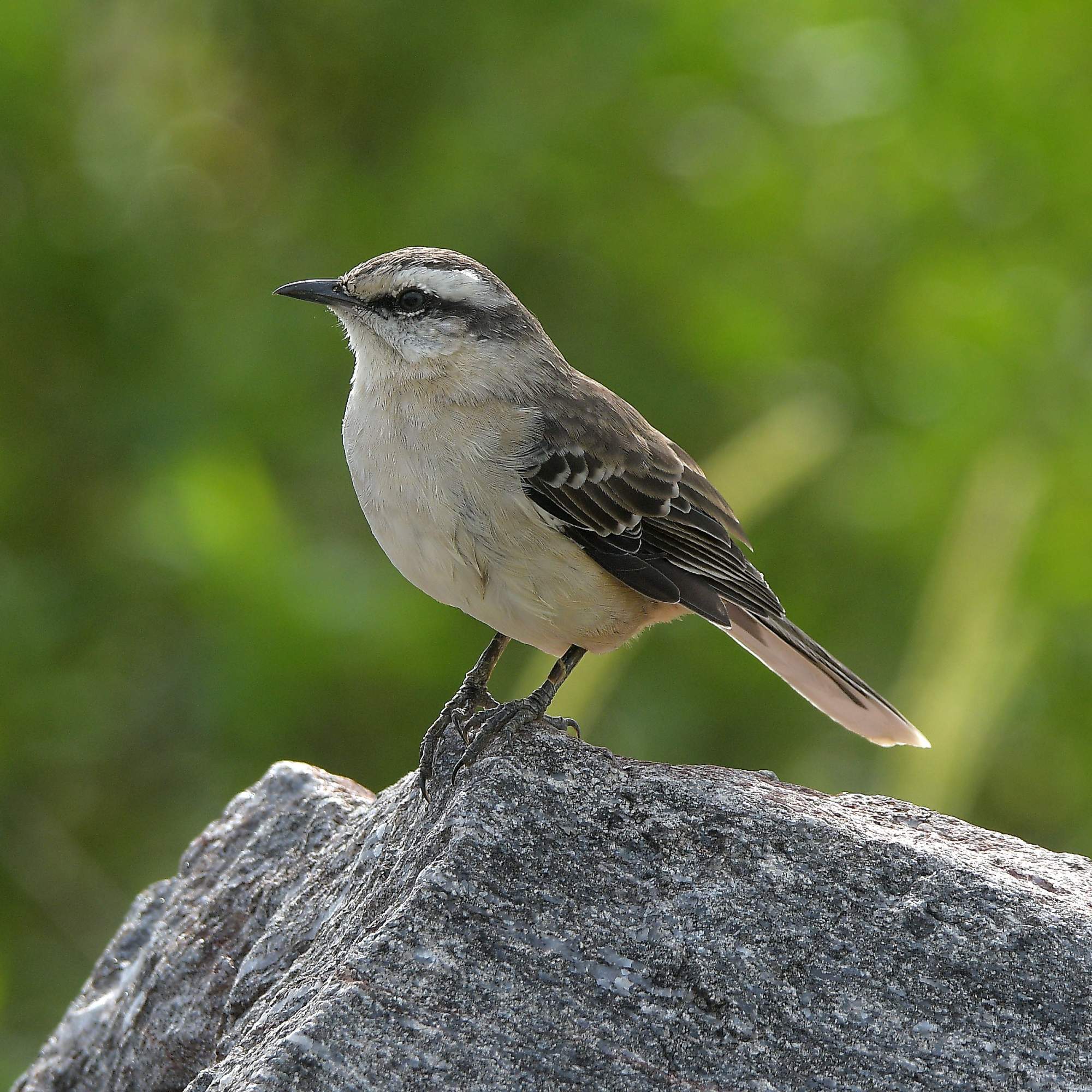 Photo Calandria Grande