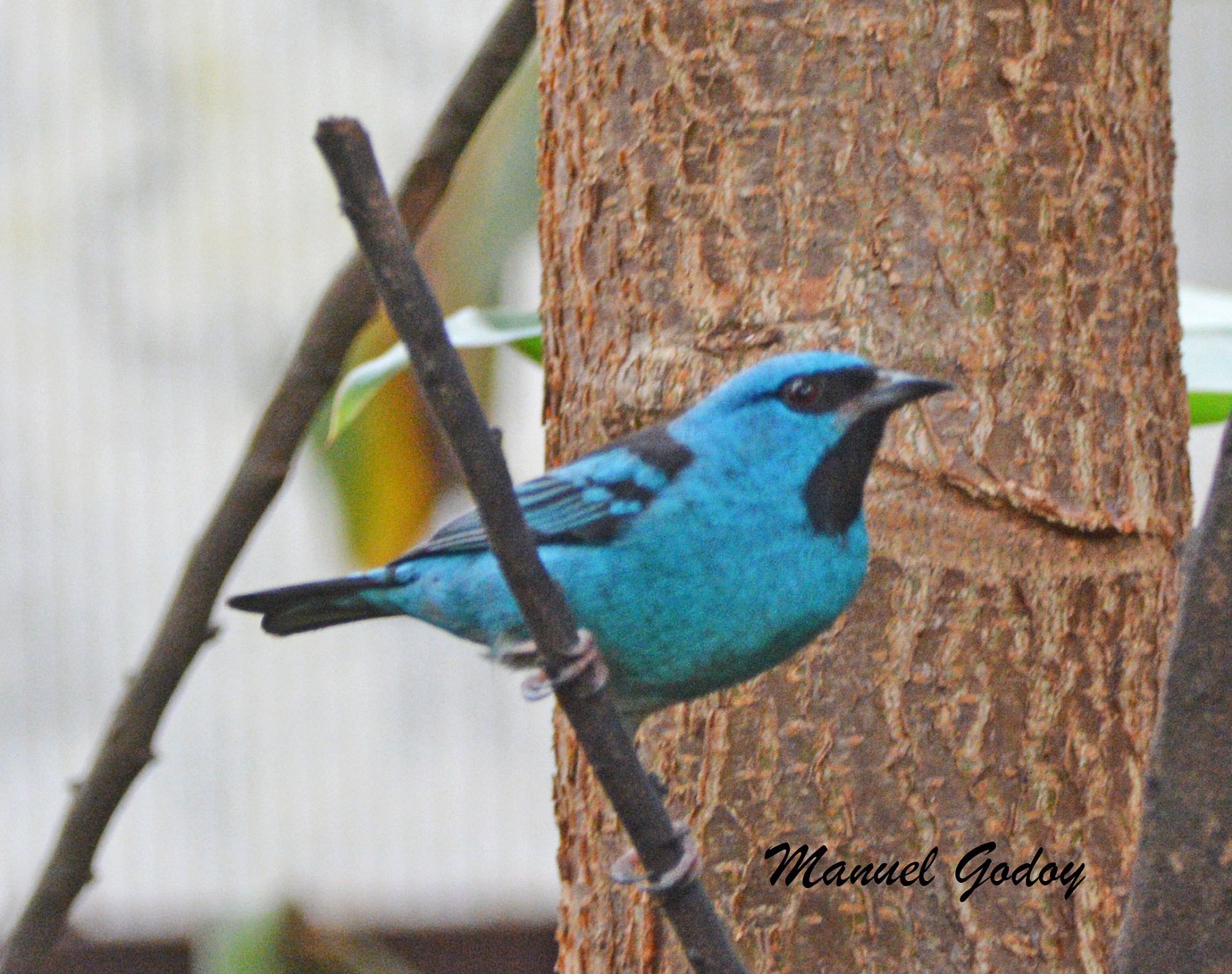 Foto Saí Azul