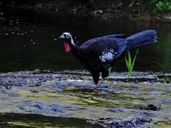 Foto Yacutinga