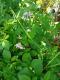 Solanum chacoense