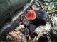 Marasmius haematocephalus