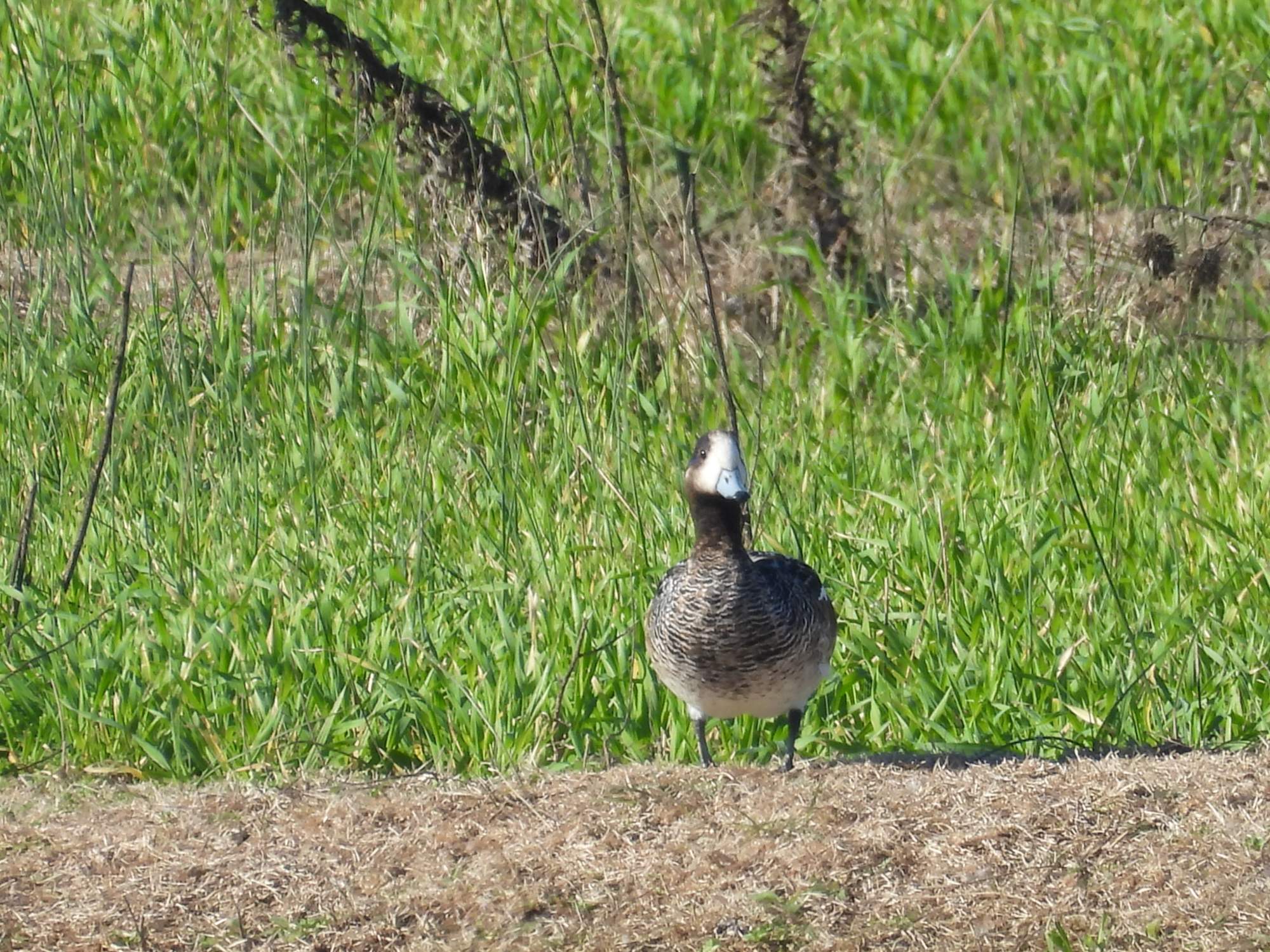 Foto Pato Overo