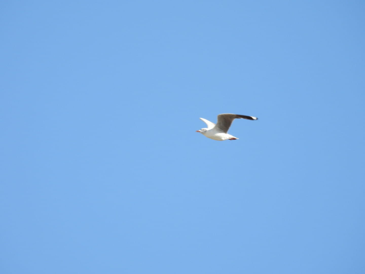 Photo Gaviota Capucho Gris