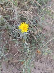 Foto Grindelia