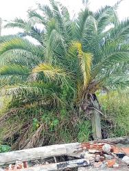 Photo Palmera Canaria