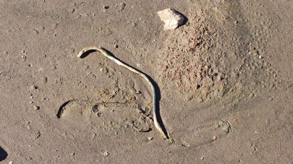 Foto Serpiente de Cristal