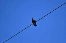 Foto Golondrina Negra