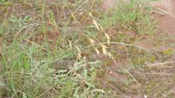 Foto Cebadilla