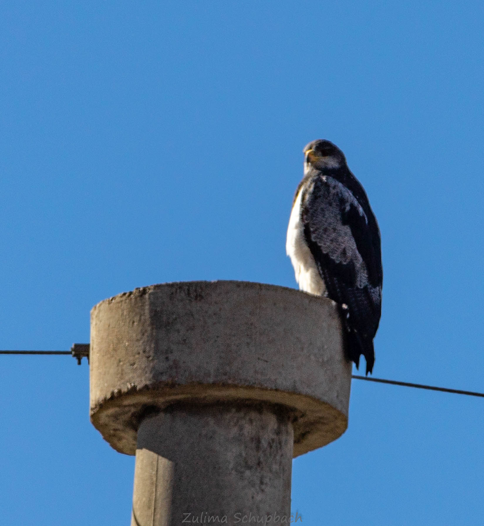 Foto Águila Mora