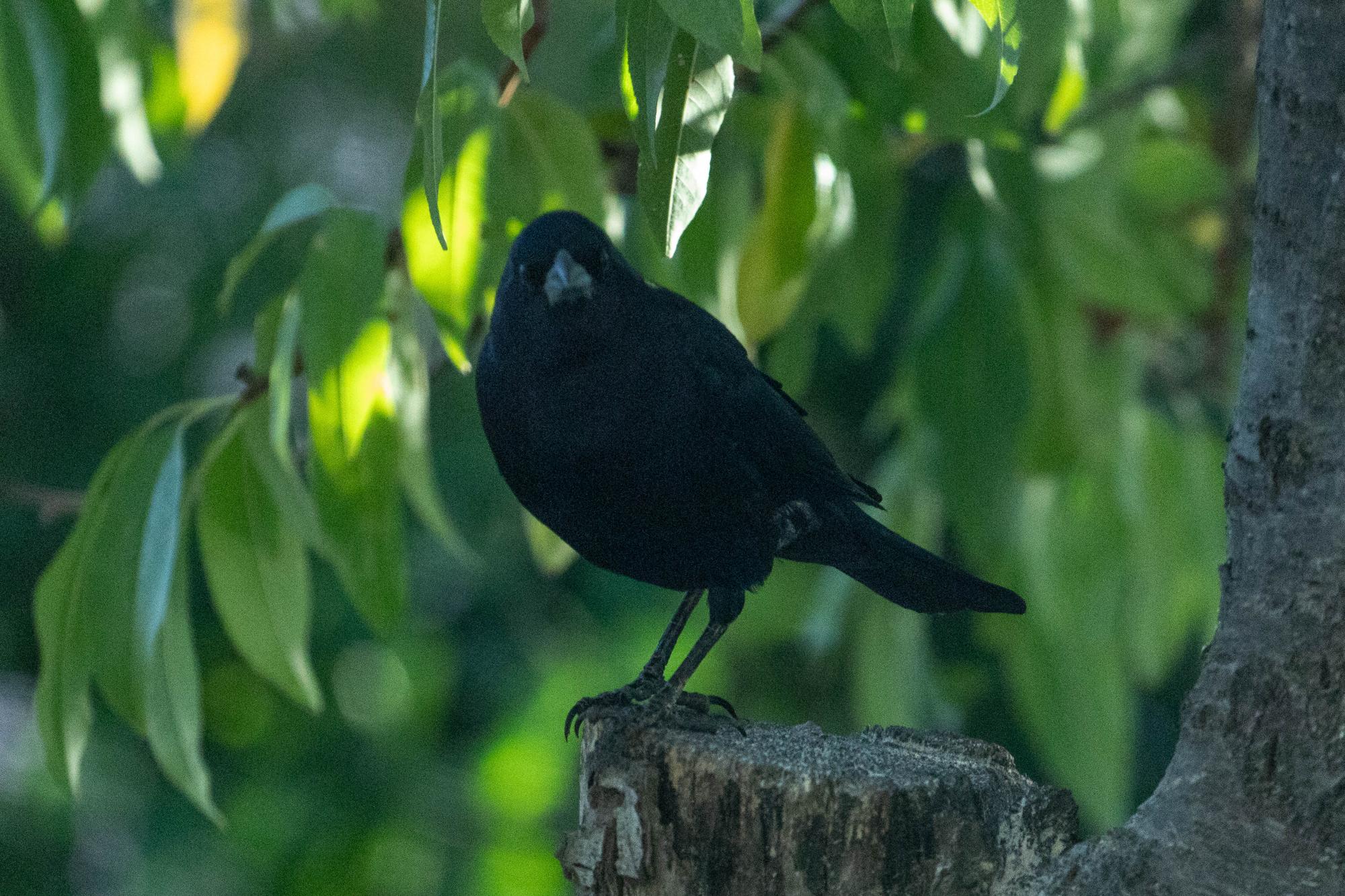 Foto Tordo Renegrido