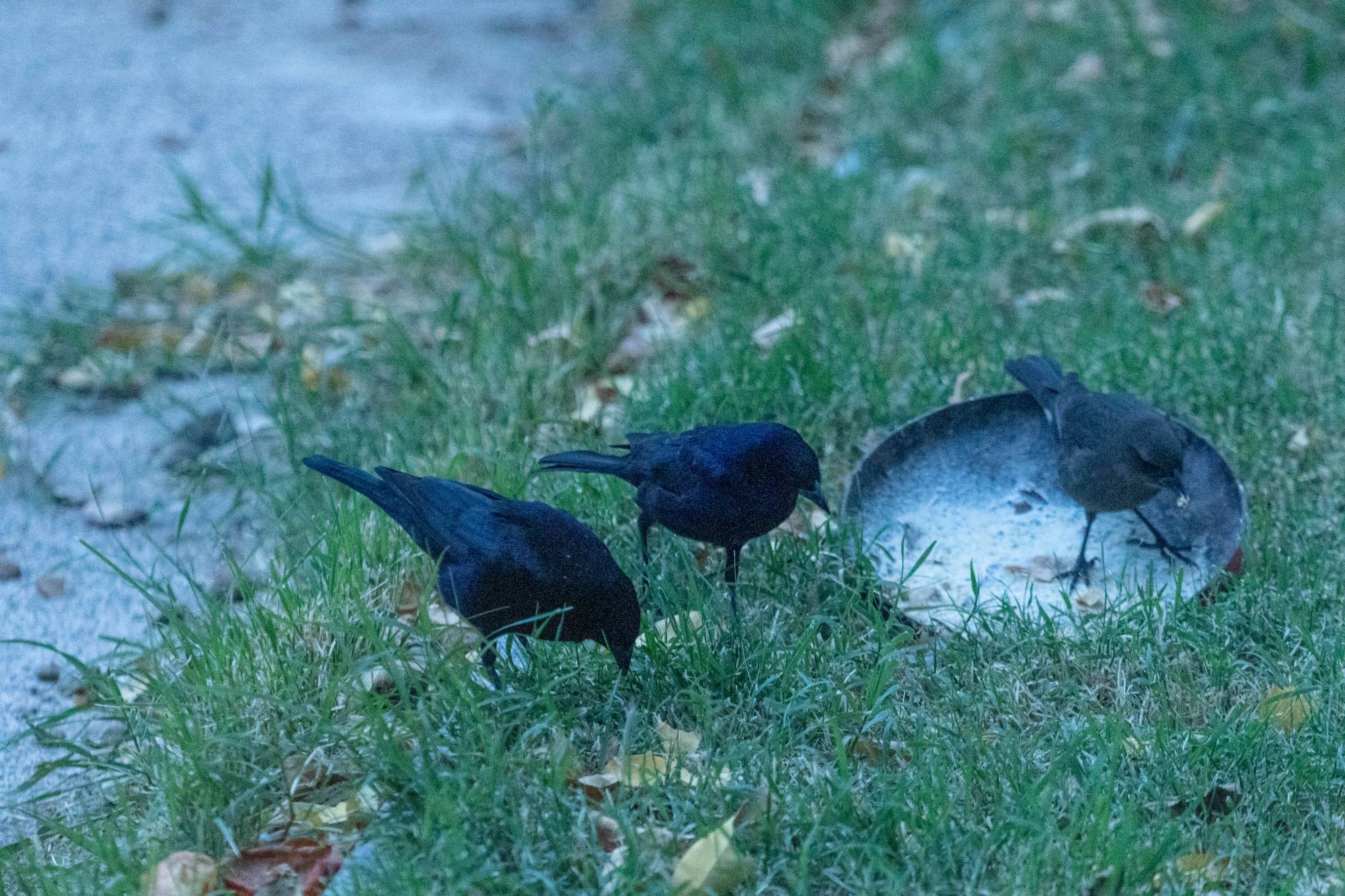 Foto Tordo Renegrido