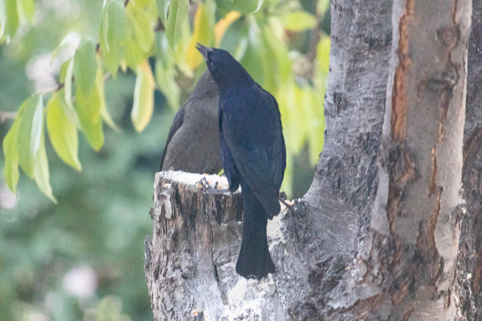 Foto Tordo Renegrido