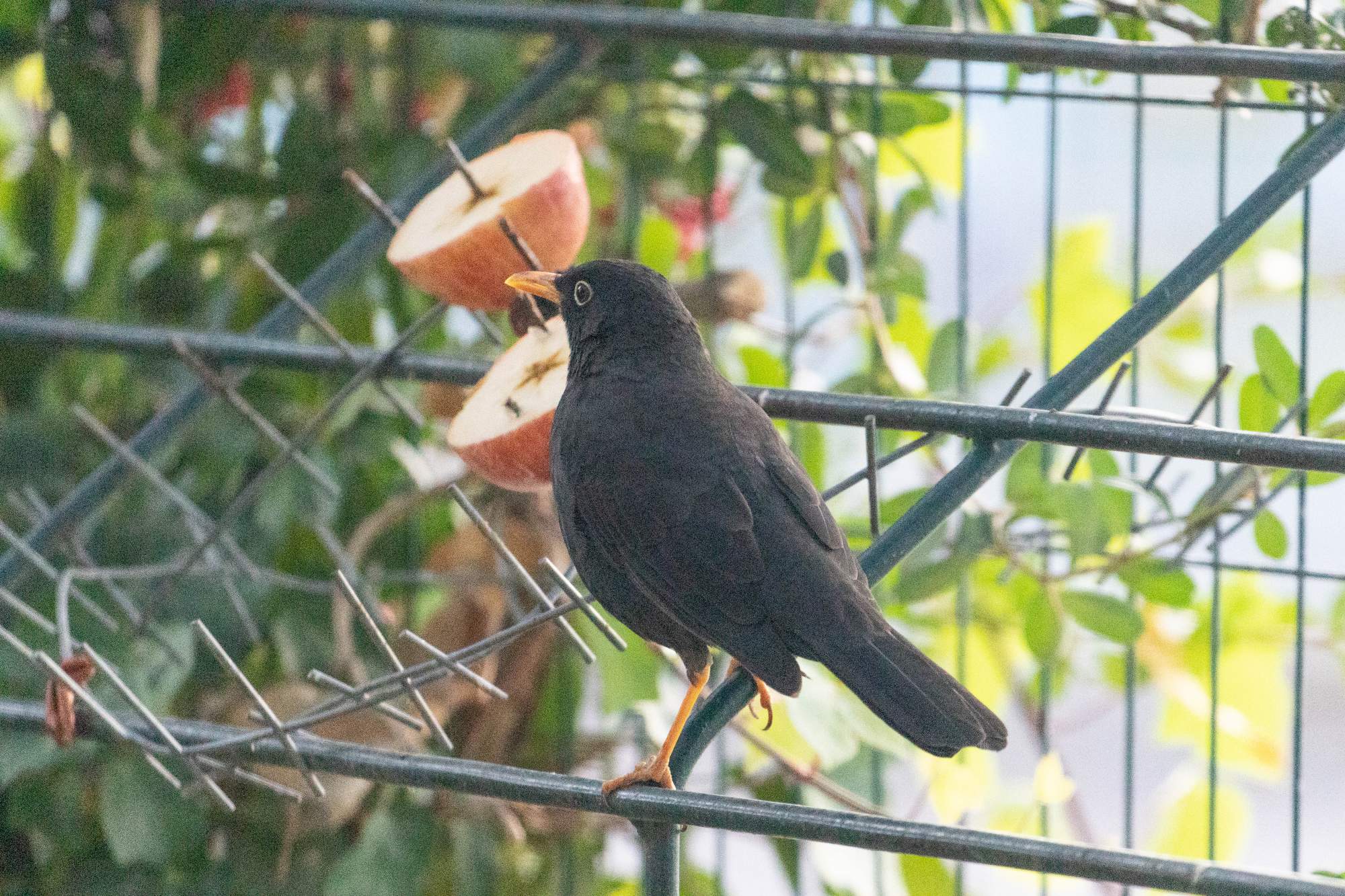 Photo Zorzal Chiguanco