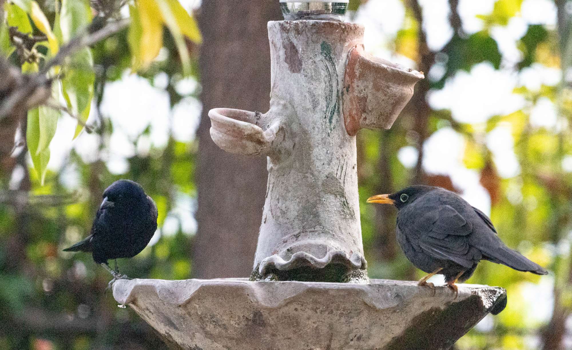 Photo Zorzal Chiguanco