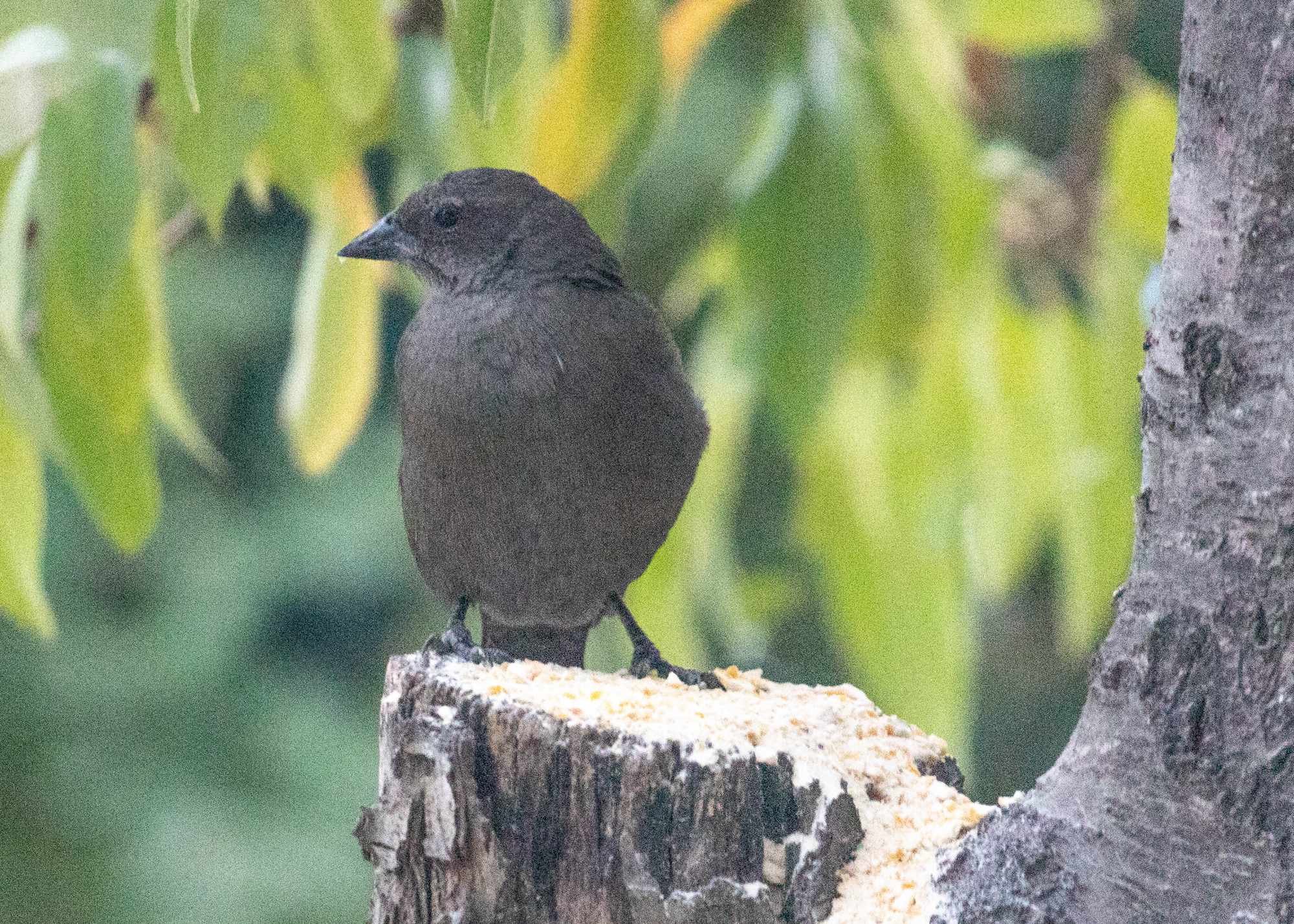 Foto Tordo Renegrido
